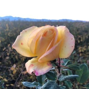 Meet your Posher, Julia